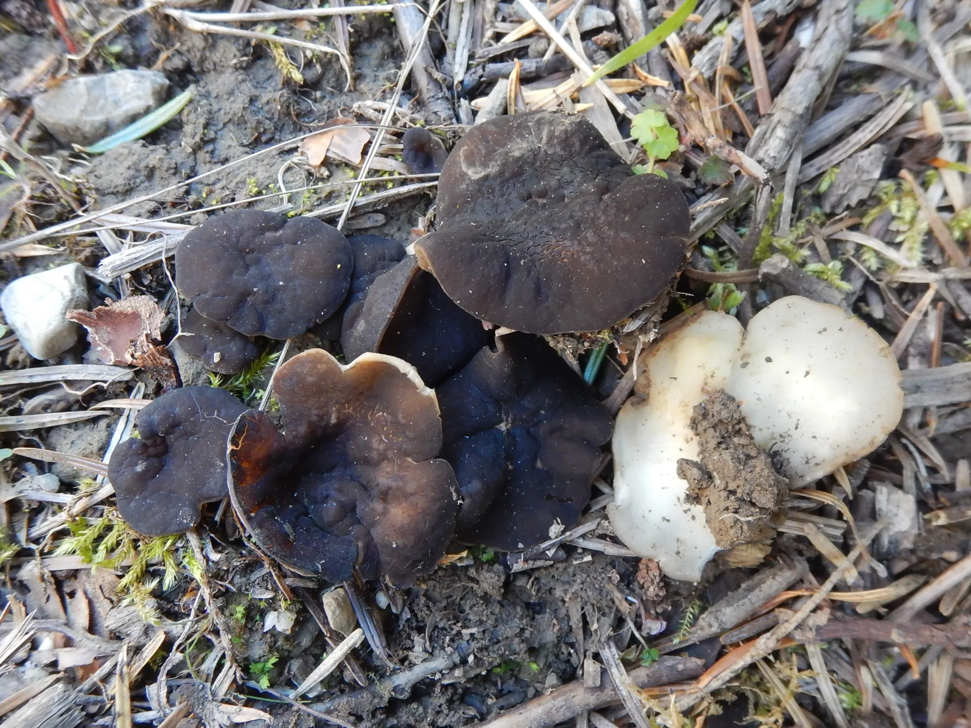 Discina melaleuca 1